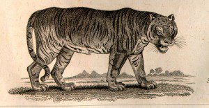‘The Tyger’ by William Blake: Poem and Analysis