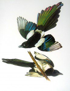‘Flight of Fancy’ by James Ph. Kotsybar