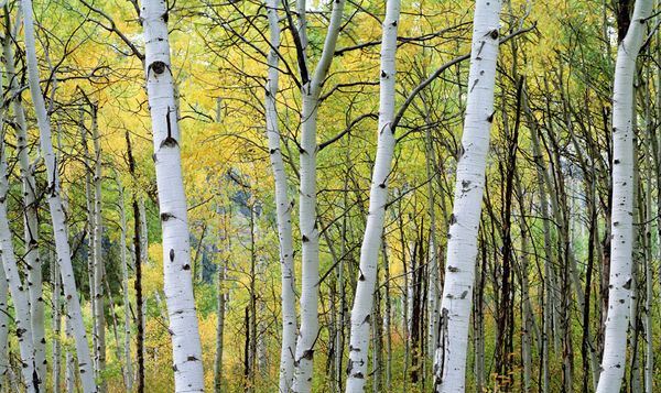 ‘Aspens Turning’ by Donald Mace Williams