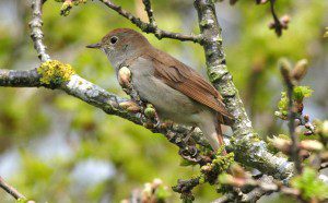 'Nightingale Song' by Heather Johnson 2 ‘Nightingale Song’ by Heather Johnson