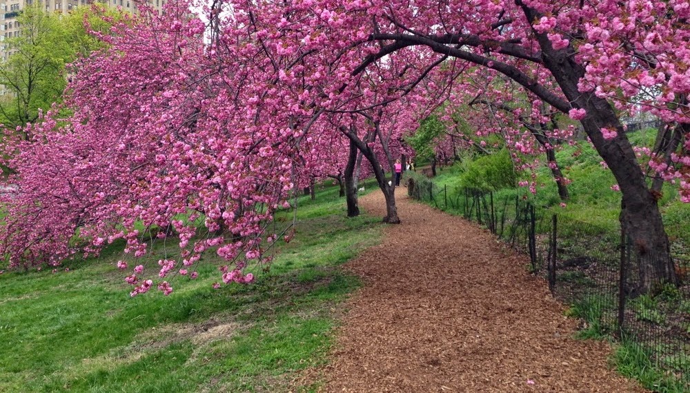‘The Cherry Blooms in Central Park’ and Other Poetry by Peter Agnos
