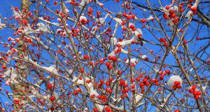 ‘A Winterberry Sonnet’ by John Grey