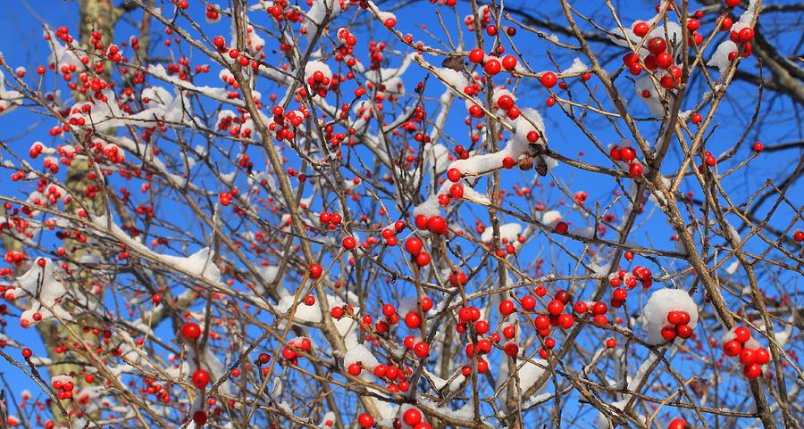 ‘A Winterberry Sonnet’ by John Grey