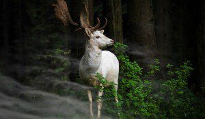 Two White Stag Poems by Two Poets