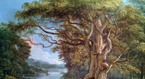 ‘To a Beech’ by Hugh Rose
