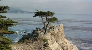 'Lone Cypress, Pebble Beach' and Other Poetry by Alec Ream 3 ‘Lone Cypress, Pebble Beach’ and Other Poetry by Alec Ream