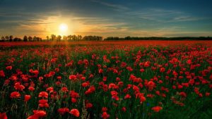 How to Write a Rondeau (with “In Flanders Fields” by John McCrae)
