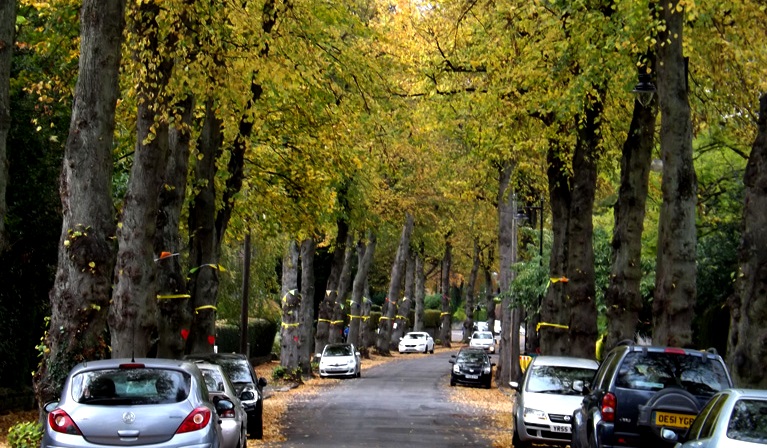 ‘On the Sheffield Tree Fellings’ and Other Poetry by Damian Robin