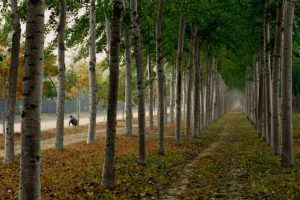 Poetry on the Photography of Mark Wyatt, Poetry by Alec Ream