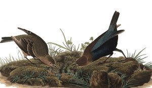 ‘Molothrus Ater’ by Jane Blanchard