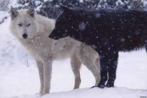 ‘White Wolf, Black Wolf: A Cherokee Story’ and Other Poetry by Dusty Grein