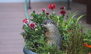 ‘How Much Wheat Can a Woodchuck Eat?’ by Connie Phillips