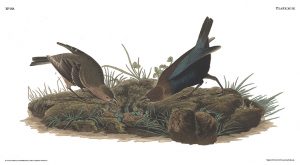 ‘Molothrus Ater’ by Jane Blanchard