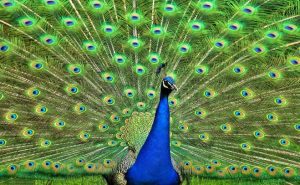 ‘Monsoon Dance’ and Other Poetry by Sathya Narayana