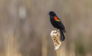‘To a Red-Winged Black Bird on the Advent of Spring’ and Other Poetry by Reid McGrath
