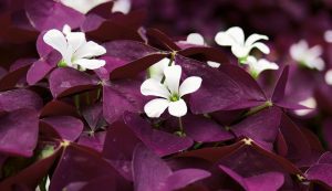 'Purple Oxalis Plant' by Julia Geaney-Moore 2 ‘Purple Oxalis Plant’ by Julia Geaney-Moore
