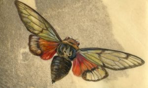 ‘Cicada and Mantis’ and Other Poetry by Ron L. Hodges
