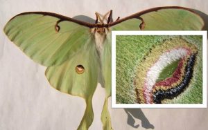 'The Luna Moth, the Poet, and Philosopher' by Phillip Whidden 2 ‘The Luna Moth, the Poet, and Philosopher’ by Phillip Whidden