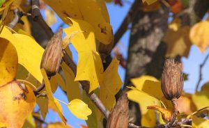 ‘Boast of the Poplar’ and Other Poetry by Alec Ream