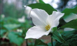 ‘Beneath Brambles’ and Other Poetry by Karen Shepherd