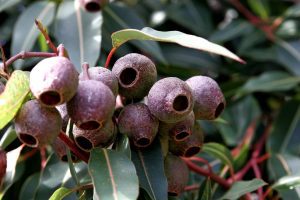 ‘Grading Gumnuts’ by David Watt