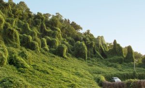 'Kudzu' and Other Poetry by Don Shook 3 ‘Kudzu’ and Other Poetry by Don Shook