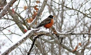 ‘A Robin’s Song’ by Connie Phillips