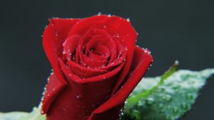 ‘I Know Why the Red Rose Weeps’ by David Bellemare Gosselin (with Audio)