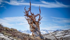 'Bristlecone Longevity' and Other Poetry by Phillip Whidden 3 ‘Bristlecone Longevity’ and Other Poetry by Phillip Whidden