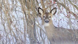 ‘A Deer Encounter’ by Connie Phillips