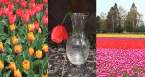 A Poem for Easter Sunday: 'Tosspot Tulip' by James A. Tweedie 2 A Poem for Easter Sunday: ‘Tosspot Tulip’ by James A. Tweedie