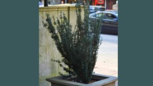 ‘Song of the Yew, at University of Georgia, Athens,’ and Other Poetry by Alec Ream