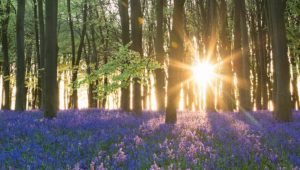 'My Mother’s Eyes' by Carl Kinsky 2 ‘An English Spring’ by Nathaniel Todd McKee