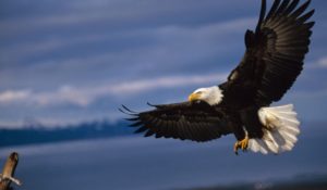 Two Poems for Veterans Day 2019