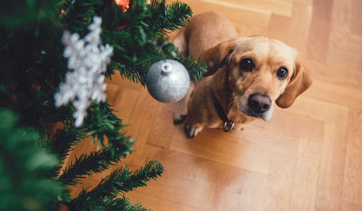 ‘Looking Forward to Christmas’ by Jack Horne