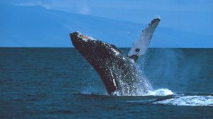 Two Whale Poems, by James A. Tweedie