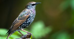'My Daughter Sees a Starling on the Lawn' and Other Poetry by Mark Anthony Signorelli 6 ‘My Daughter Sees a Starling on the Lawn’ and Other Poetry by Mark Anthony Signorelli