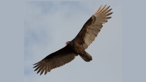 'The Turkey Vulture' by Anna J. Arredondo 3 ‘The Turkey Vulture’ by Anna J. Arredondo