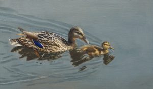 ‘Being Ducks’ by James Sale