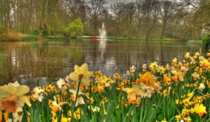 A Reading of “I Wandered Lonely As a Cloud (Daffodils)” by William Wordsworth