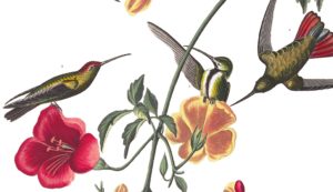 ‘Hummingbird Communion’ and Other Spring Poetry by Susan Jarvis Bryant