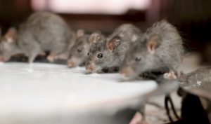‘The Rats of Kathmandu’: Two Sonnets by Peter Hartley