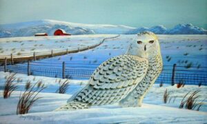 ‘Barnes’ Owl in the Snow’ by William Glyn-Jones