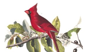 ‘My Father’s Cardinal’ by Cynthia Erlandson