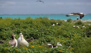 'Lahaina Mynahs' and Other Light-Hearted Poetry by James A. Tweedie 3 ‘Lahaina Mynahs’ and Other Light-Hearted Poetry by James A. Tweedie