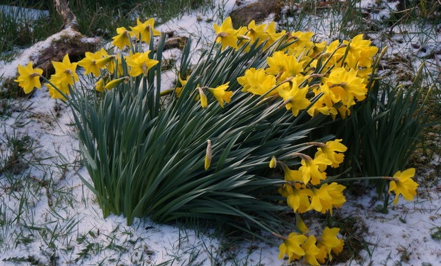 ‘Daffodils in the Snow’ by Shari Jo LeKane