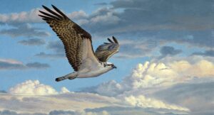 ‘Ode to an Osprey’ by Susan Jarvis Bryant