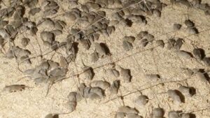 A Poem on the Australian Mice Plague, by Norma Pain