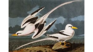 'Birds in Flight': A Pair of Poems by David Whippman and Evan Mantyk 3 ‘Birds in Flight’: A Pair of Poems by David Whippman and Evan Mantyk
