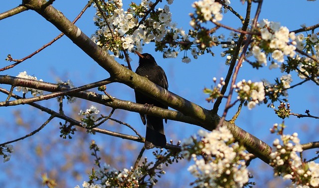 ‘The Blackbird’ and Other Poetry by Peter Hartley